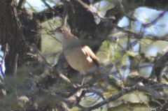 Furnarius rufus