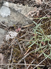Lomatium geyeri