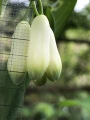 Polygonatum × hybridum