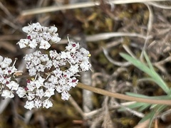 Lomatium geyeri
