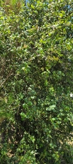 Toxicodendron diversilobum