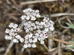 Lomatium geyeri