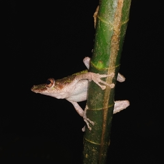 Scinax sugillatus