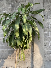 Dracaena