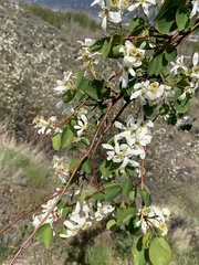 Amelanchier cusickii