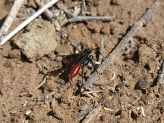 Priocnemis oregona