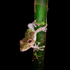 Scinax sugillatus