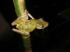 Scinax sugillatus
