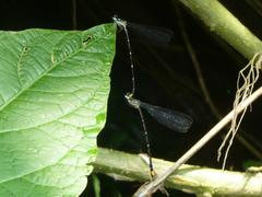 Coeliccia flavicauda