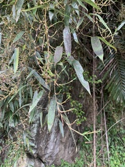 Phyllostachys edulis