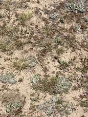 Phrynosoma blainvillii