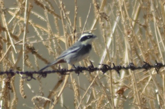 Microspingus torquatus