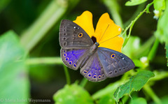 Eurybia molochina