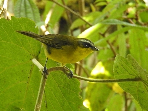 Superciliaried Hemispingus (Thlypopsis superciliaris)