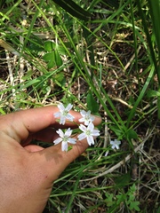 Claytonia sibirica