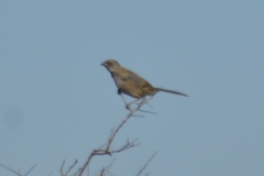 Embernagra platensis
