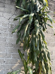 Dracaena