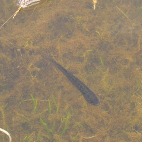 Agassiz killivis (Orestias agassizii) — Cyprinodontidae — 5