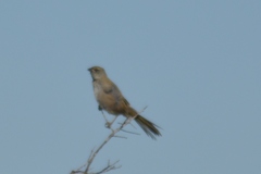 Embernagra platensis