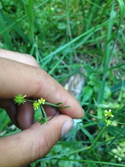 Ranunculus uncinatus