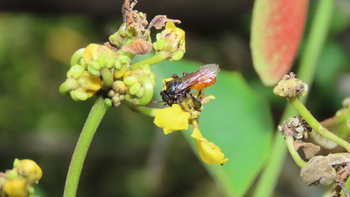 Paratetrapedia calcarata