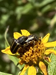 Astylus vittaticollis