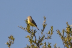 Machetornis rixosa