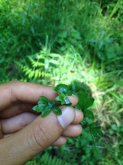 Nemophila parviflora