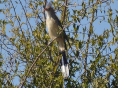 Guira guira