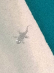 Tarentola mauritanica mauritanica