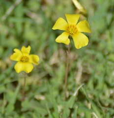 Oxalis conorrhiza