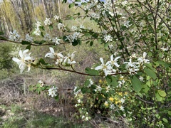 Amelanchier cusickii