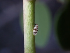 Euglyptoneura robusta