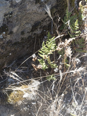 Pentagramma triangularis triangularis