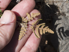 Pentagramma triangularis triangularis