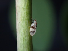 Euglyptoneura robusta