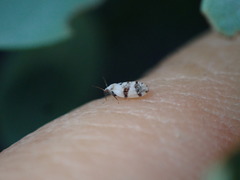 Euglyptoneura robusta