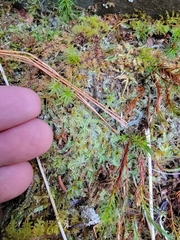 Calypogeia integristipula