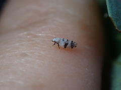 Euglyptoneura robusta