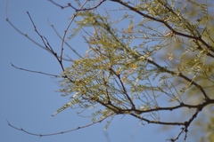 Prosopis caldenia