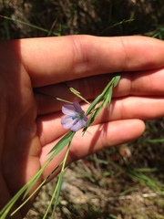 Linum bienne