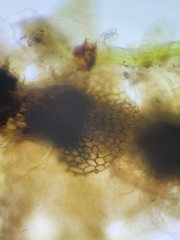 Calypogeia integristipula