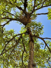 Epidendrum blepharistes