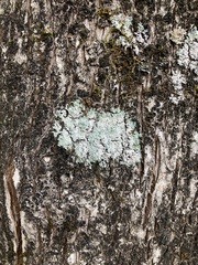 Fungi