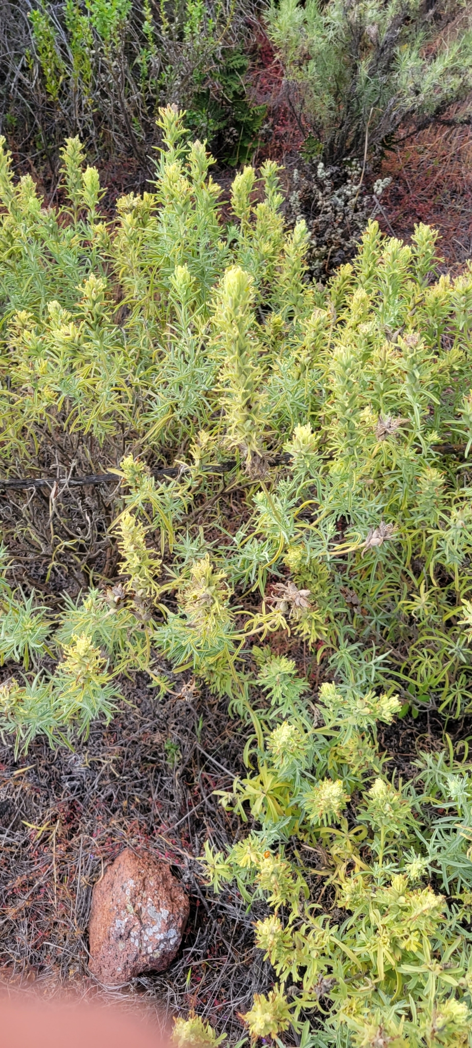 Castilleja grisea Dunkle