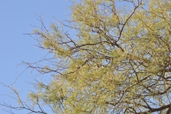 Prosopis caldenia