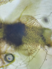 Calypogeia integristipula
