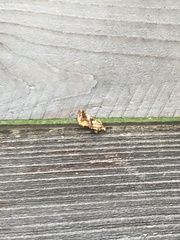 Argyrogramma verruca