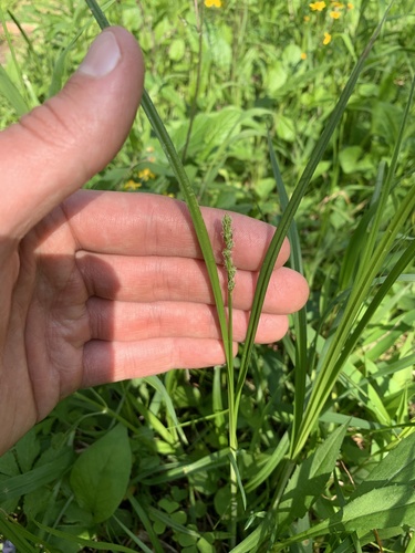 Glomerate sedge (Carex aggregata)