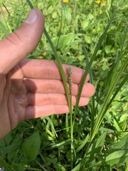 Carex aggregata